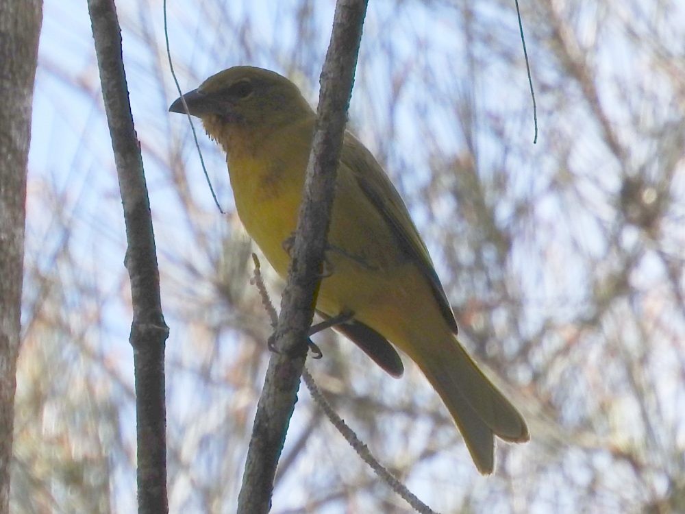 Hepatic Tanager - Fernando Nunes