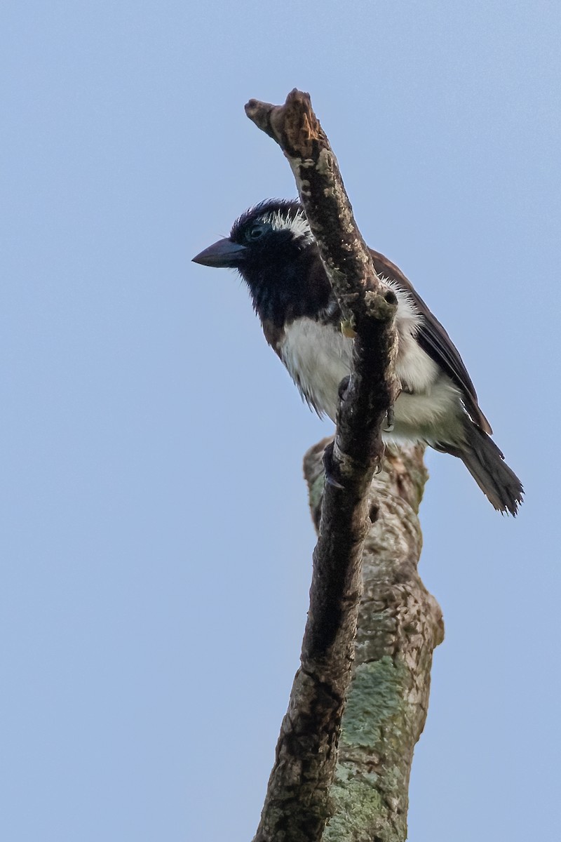 White-eared Barbet - ML622133008