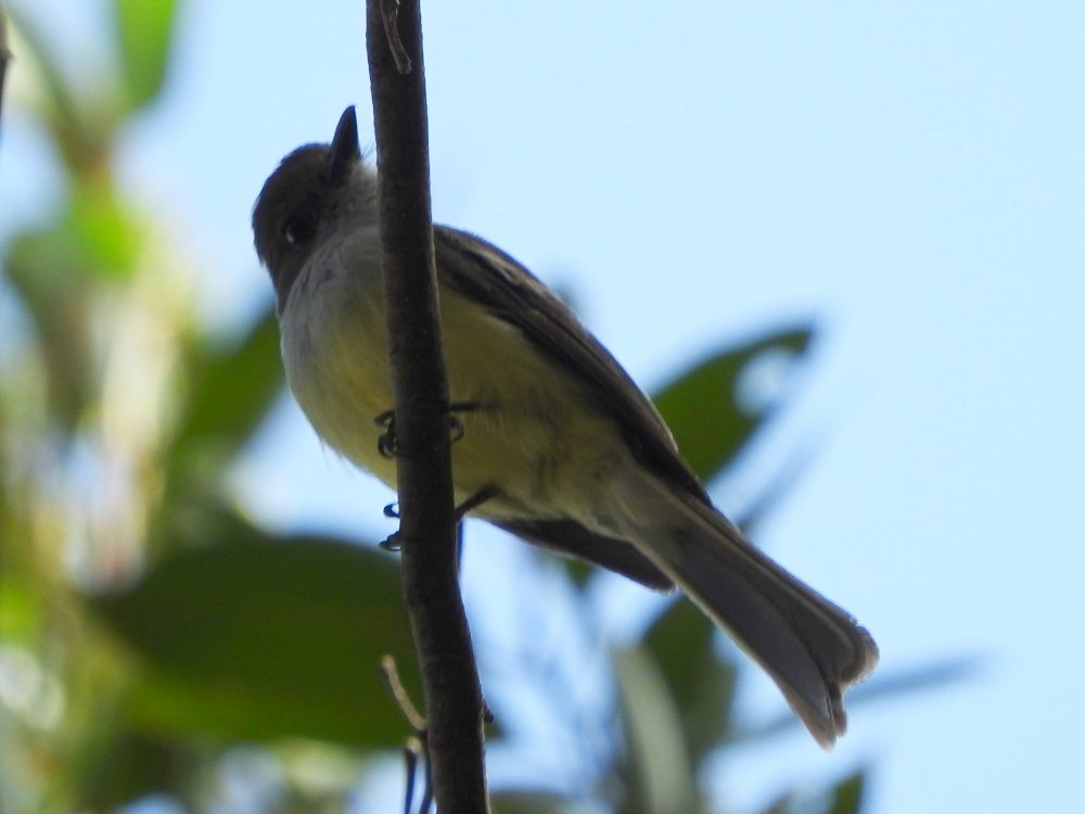 Pale-edged Flycatcher - Fernando Nunes