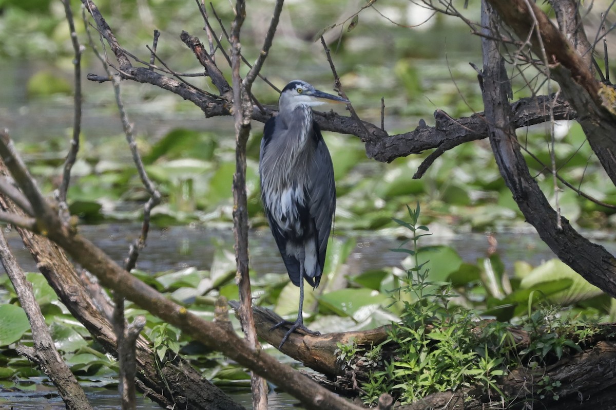 Great Blue Heron - ML622133023