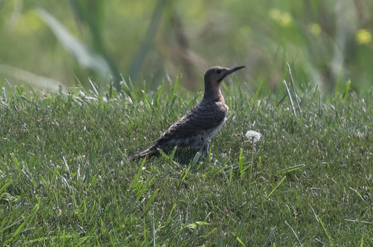 Northern Flicker - ML622133039