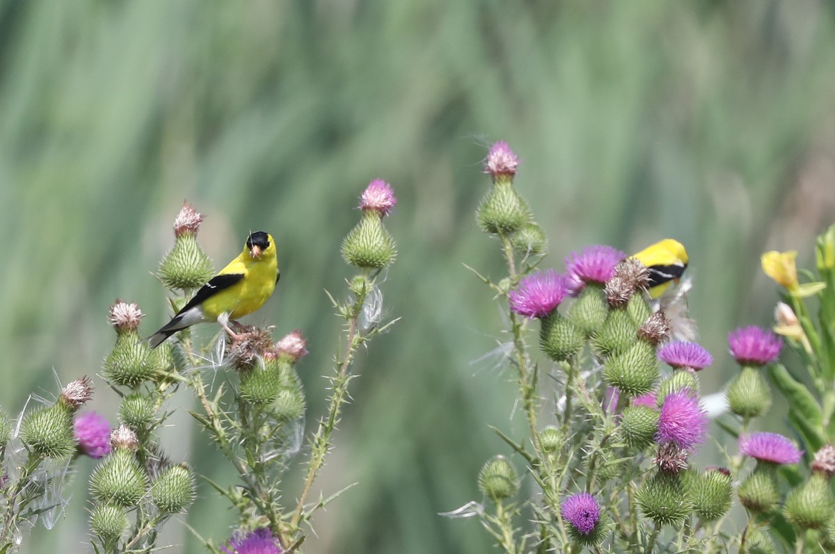 American Goldfinch - ML622133044