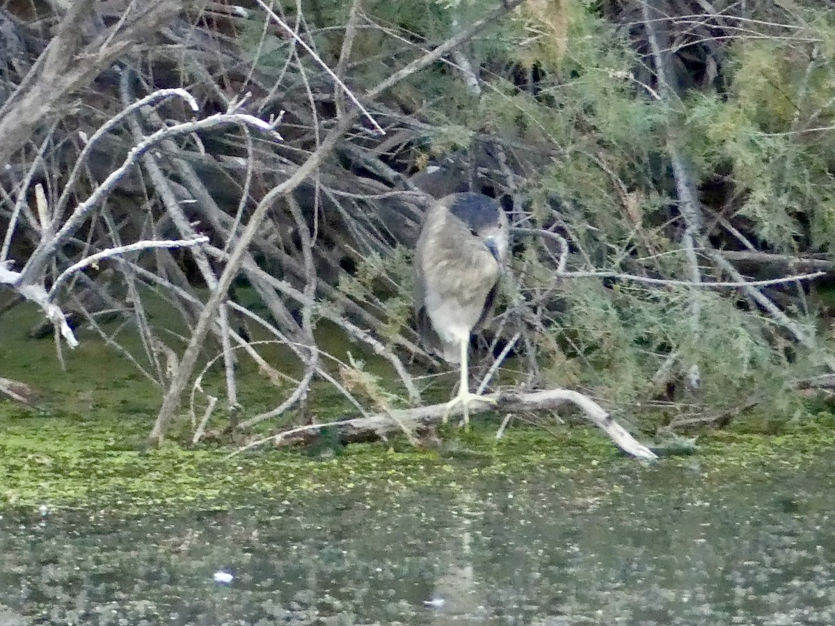 Black-crowned Night Heron - ML622133084