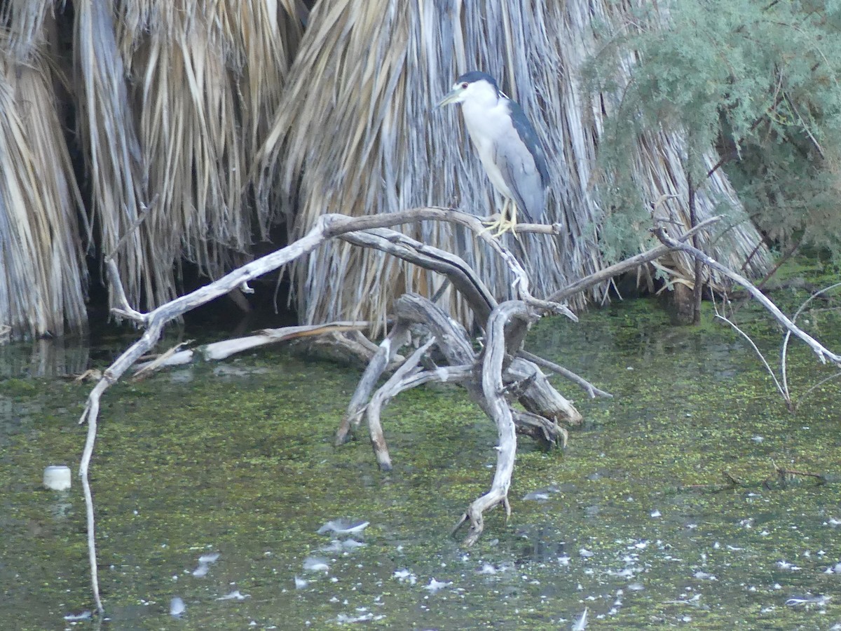 Black-crowned Night Heron - ML622133085