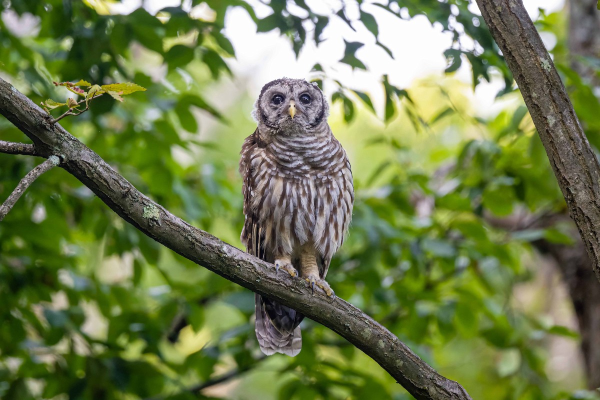 Barred Owl - ML622133093