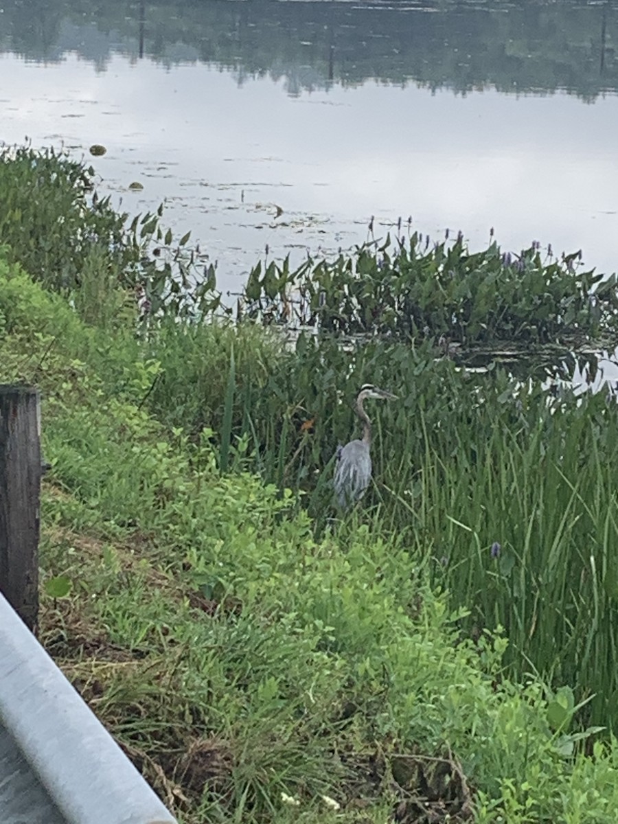 Great Blue Heron - josh burkett