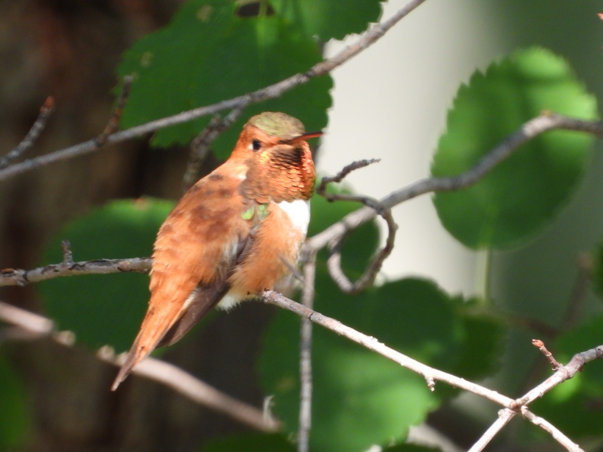 Rufous Hummingbird - ML622133095