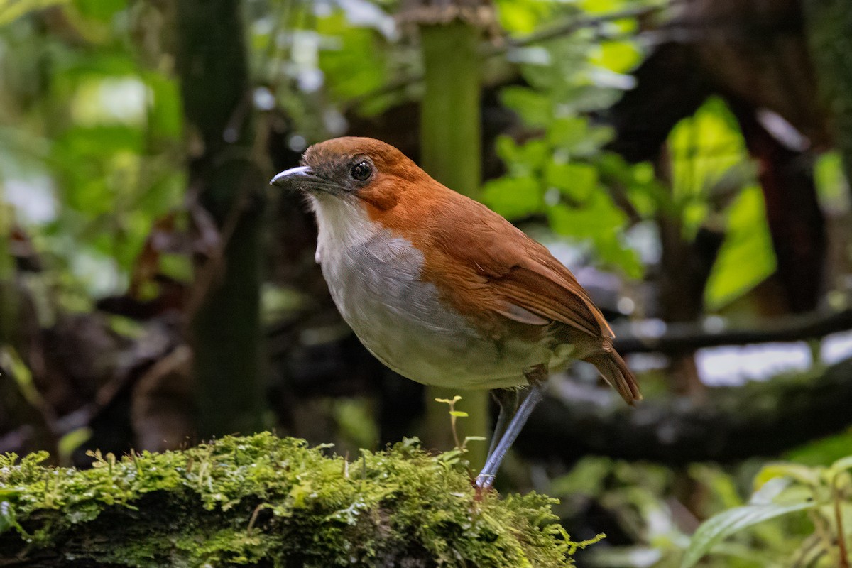 White-bellied Antpitta - ML622133096