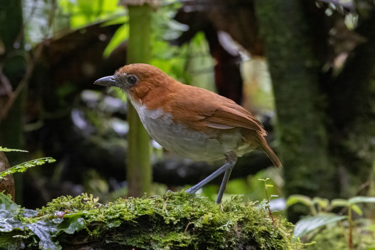 White-bellied Antpitta - ML622133097