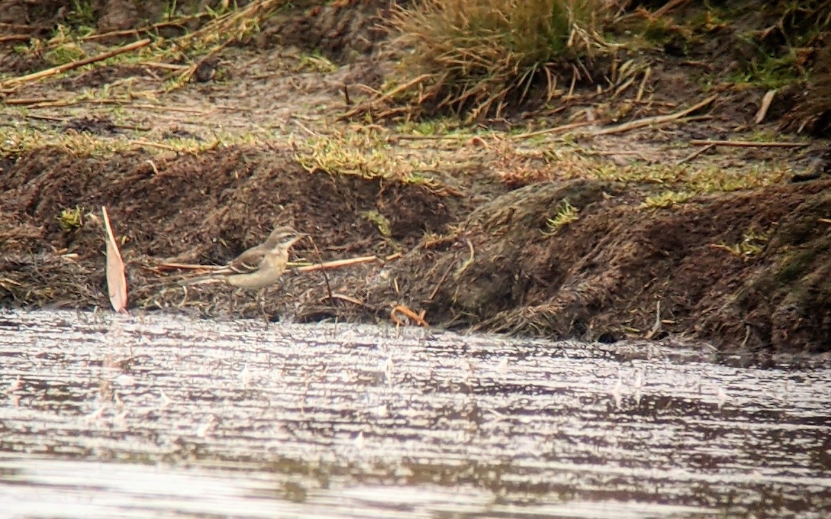 Eastern Yellow Wagtail - ML622133098