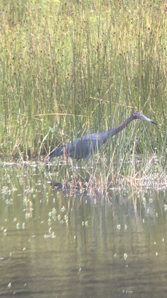 Little Blue Heron - ML622133099