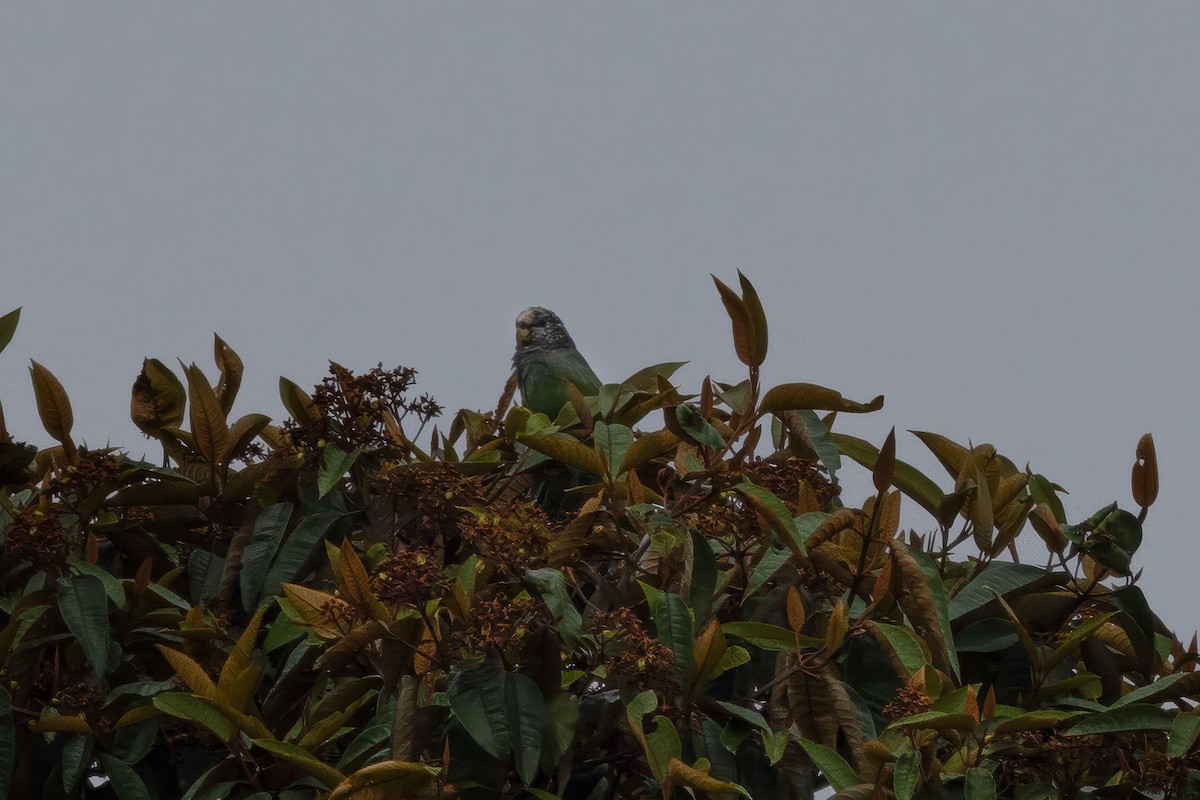 Speckle-faced Parrot - ML622133100