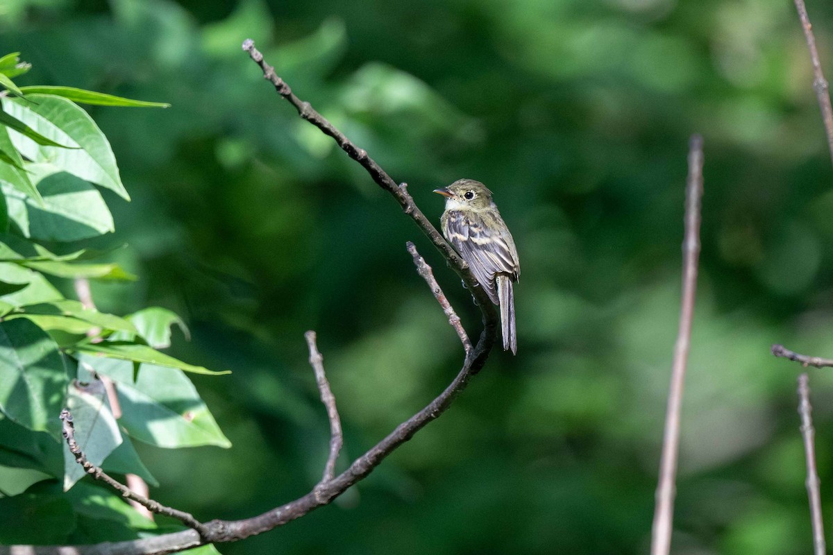 Acadian Flycatcher - Aaron Kaslow