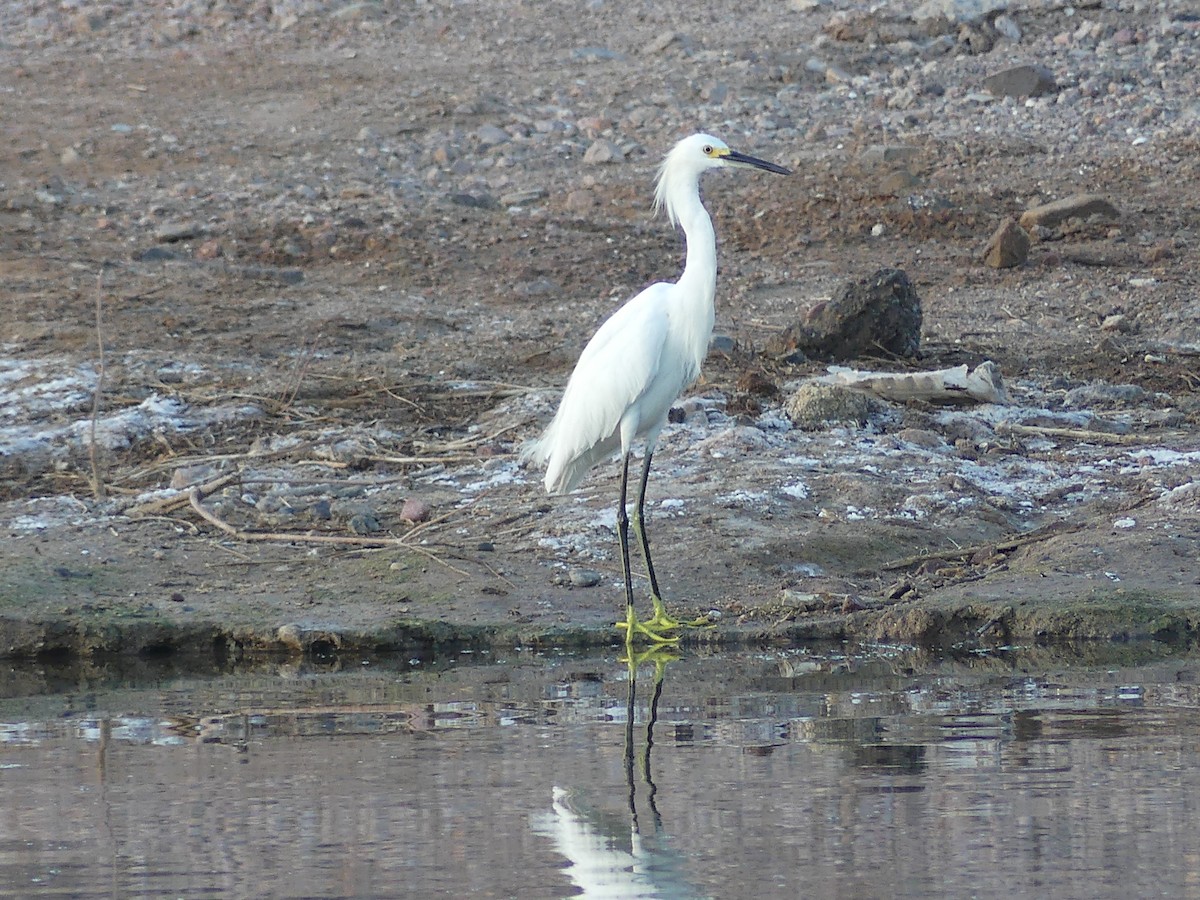 Snowy Egret - Dennis Wolter