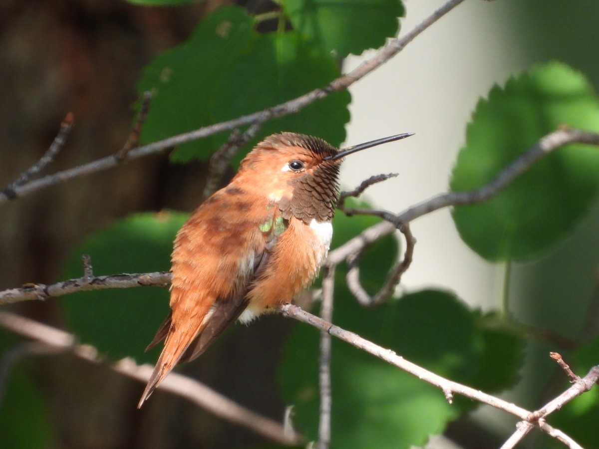 Rufous Hummingbird - ML622133103