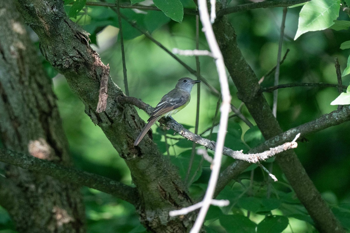 Great Crested Flycatcher - ML622133104