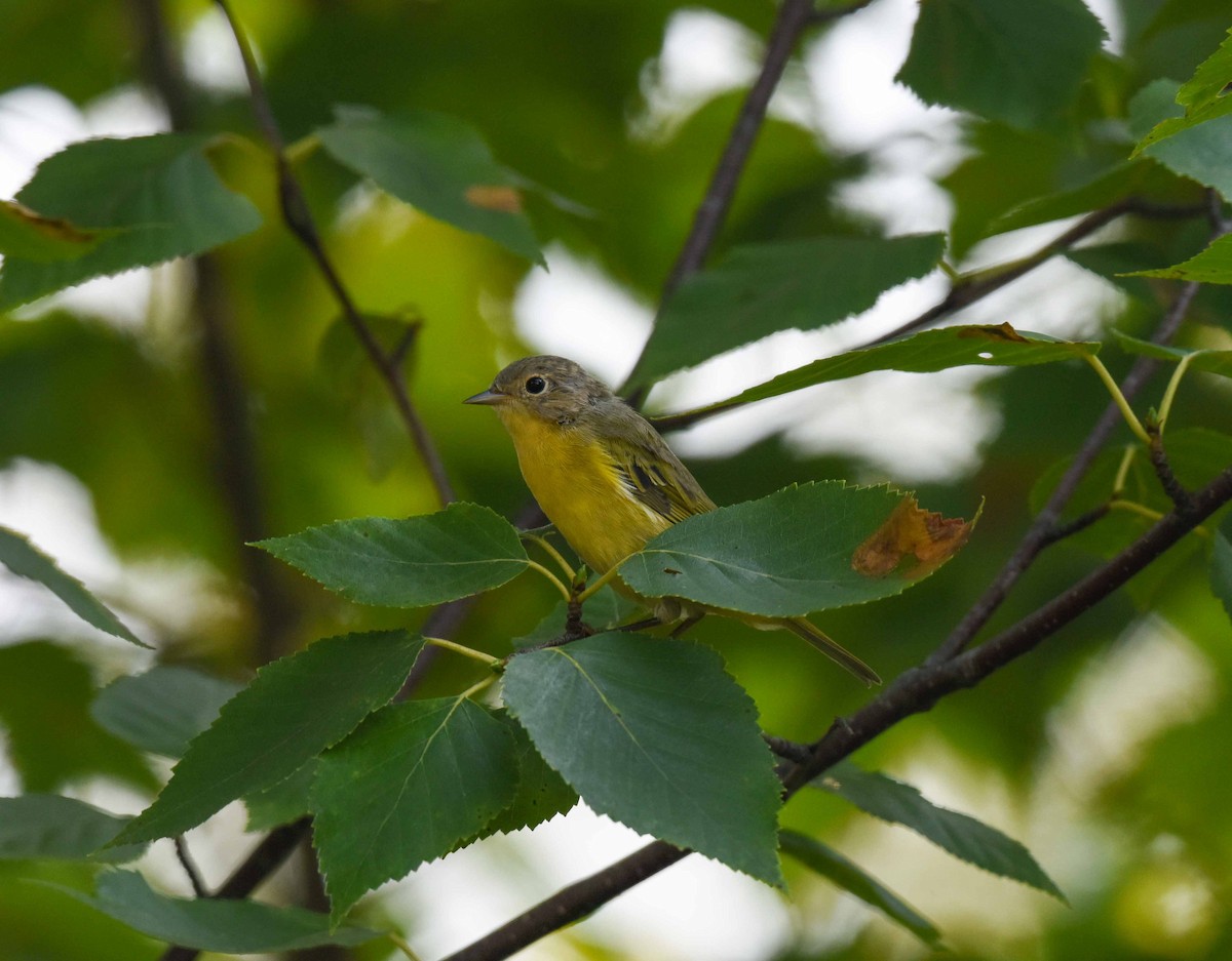 Nashville Warbler - ML622133105