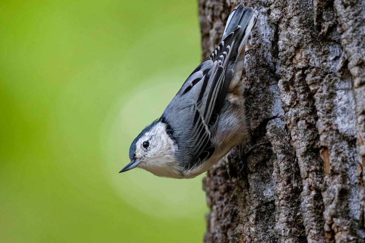 White-breasted Nuthatch - ML622133106
