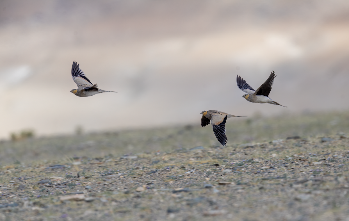 Tibetan Sandgrouse - ML622133112