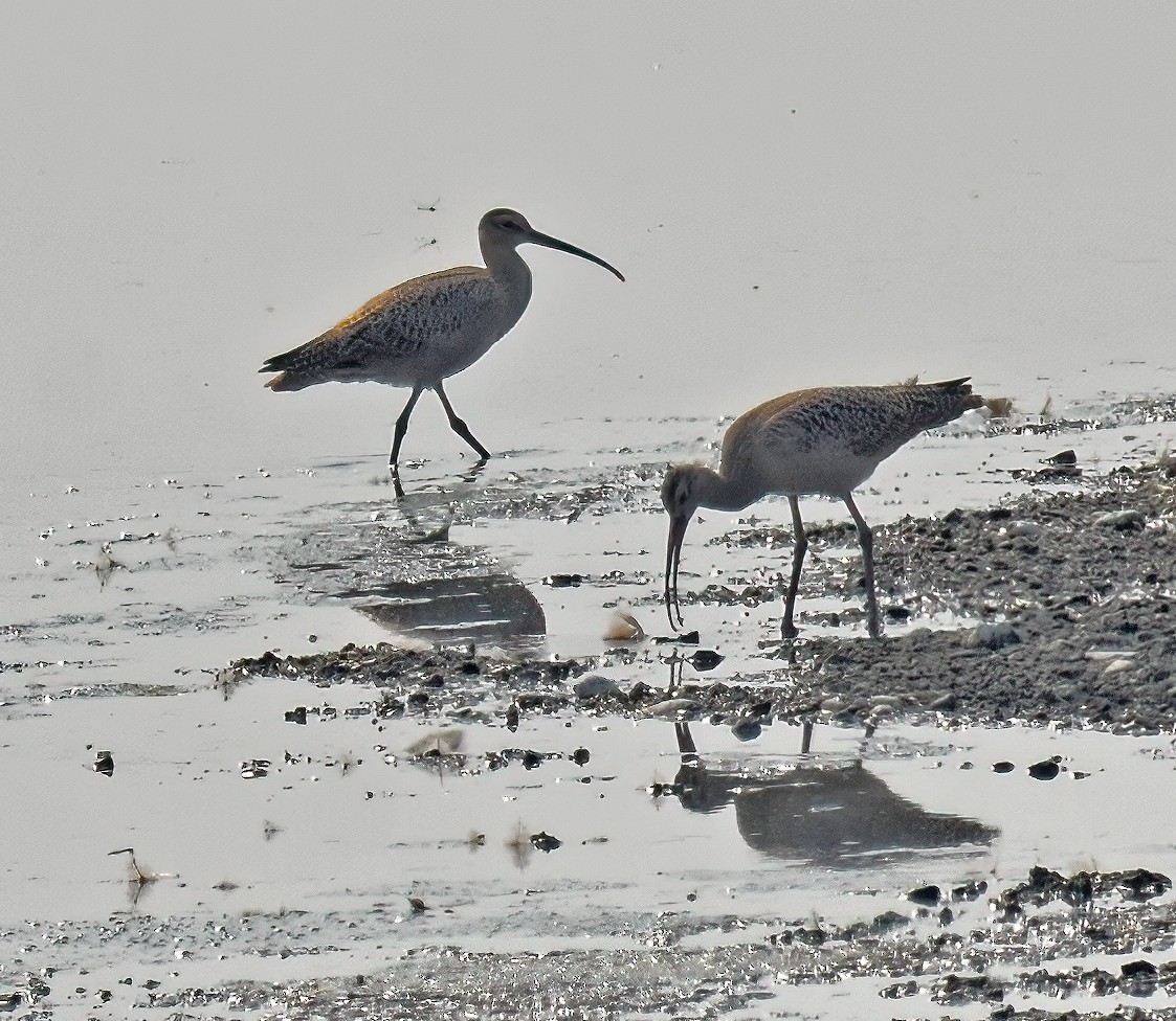 Long-billed Curlew - ML622133165