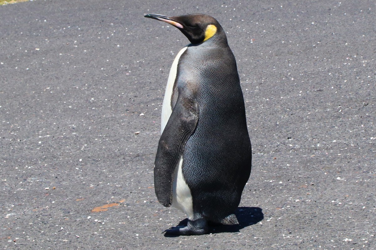King Penguin - ML622133205