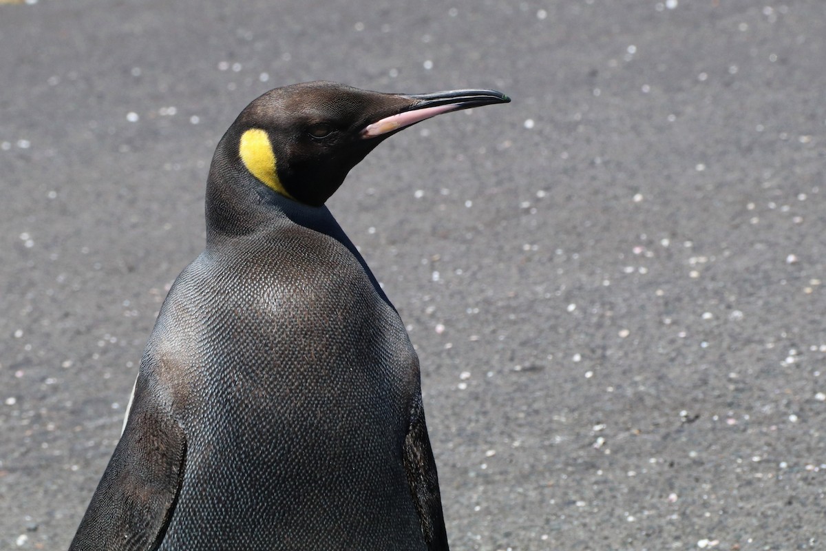 King Penguin - ML622133206