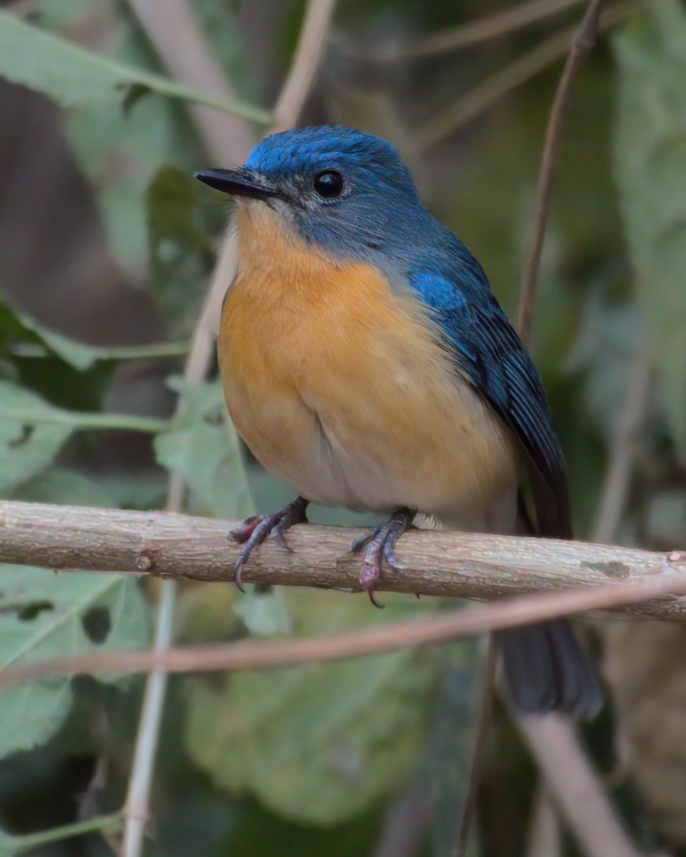 Tickell's Blue Flycatcher - ML622133216