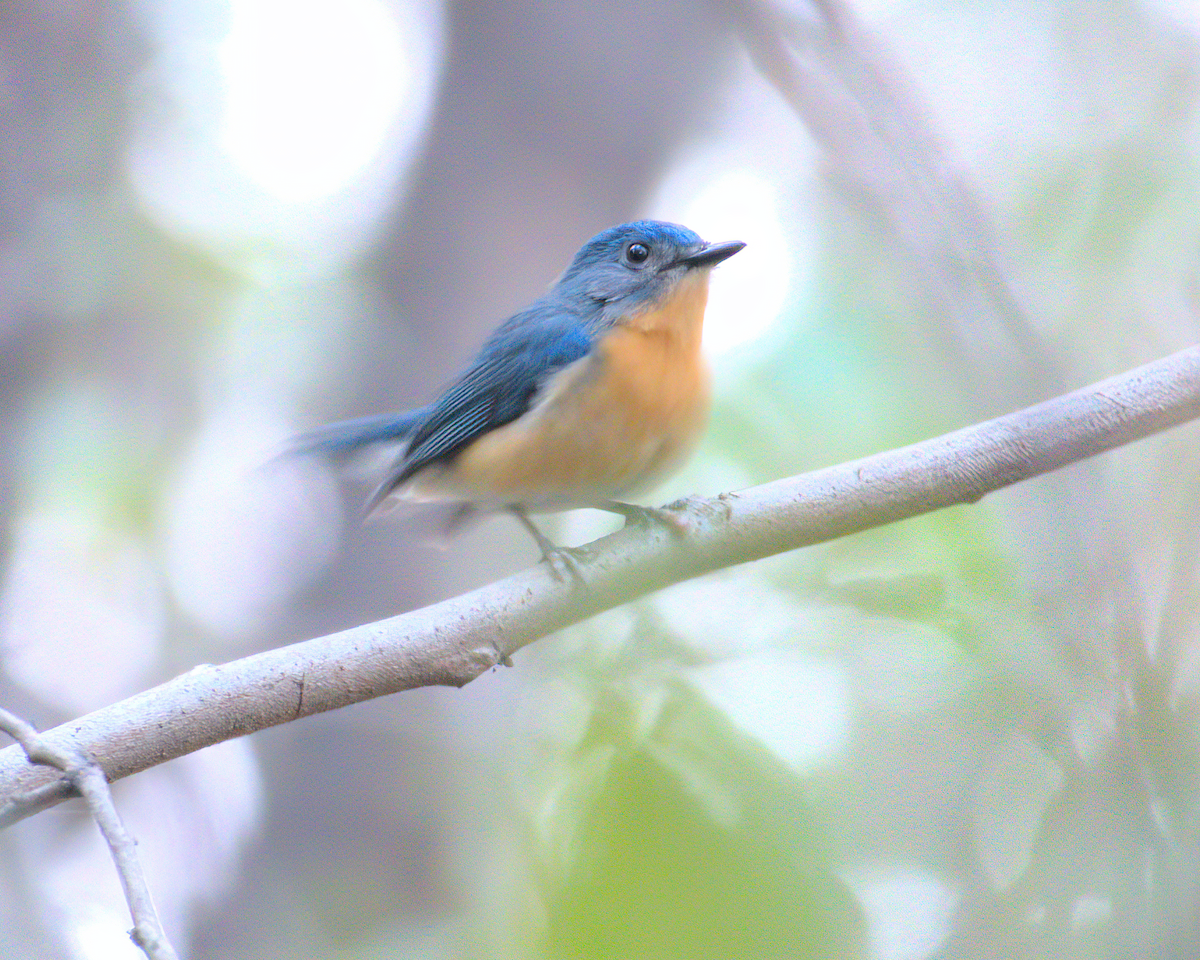 Tickell's Blue Flycatcher - ML622133218