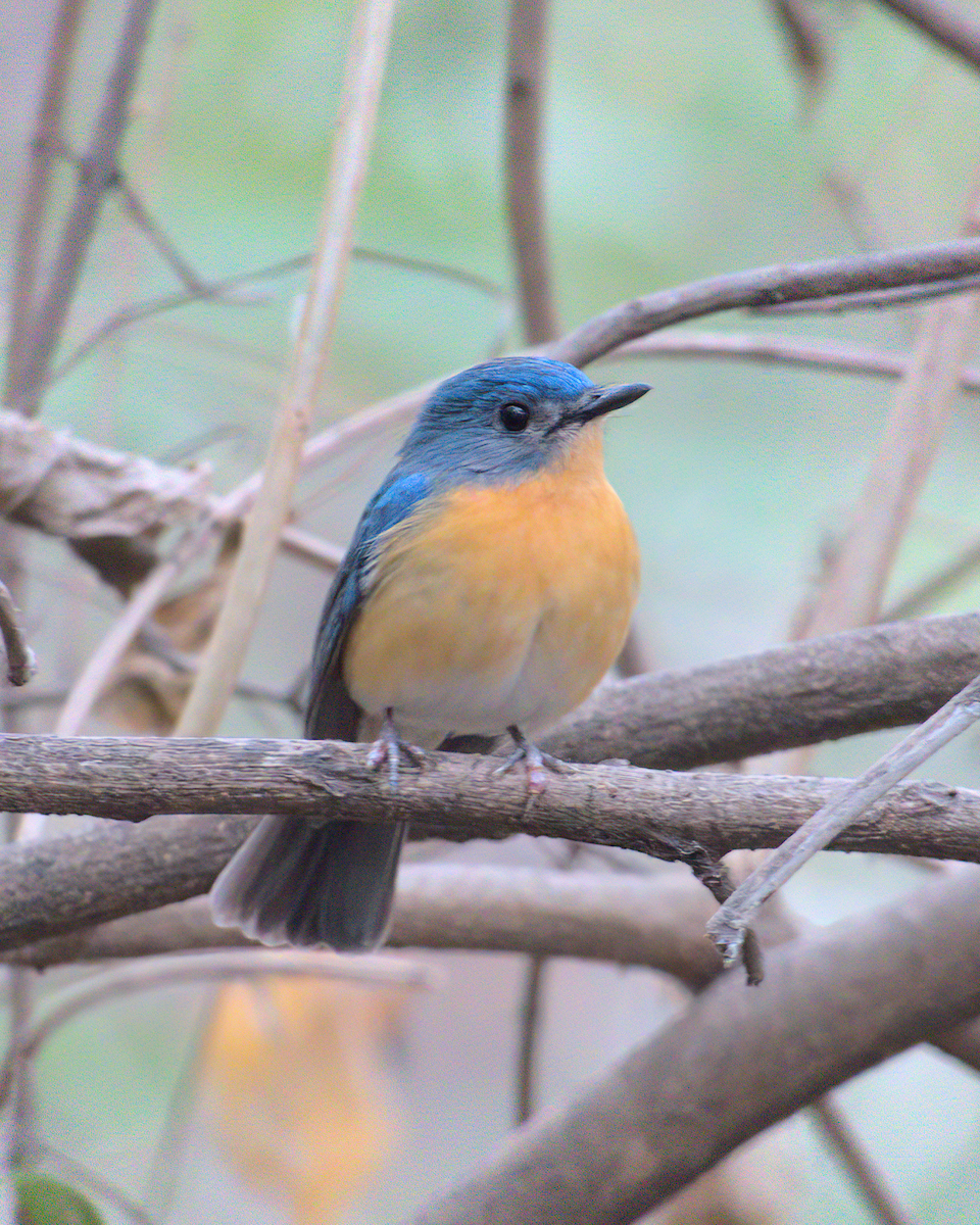 Tickell's Blue Flycatcher - ML622133219