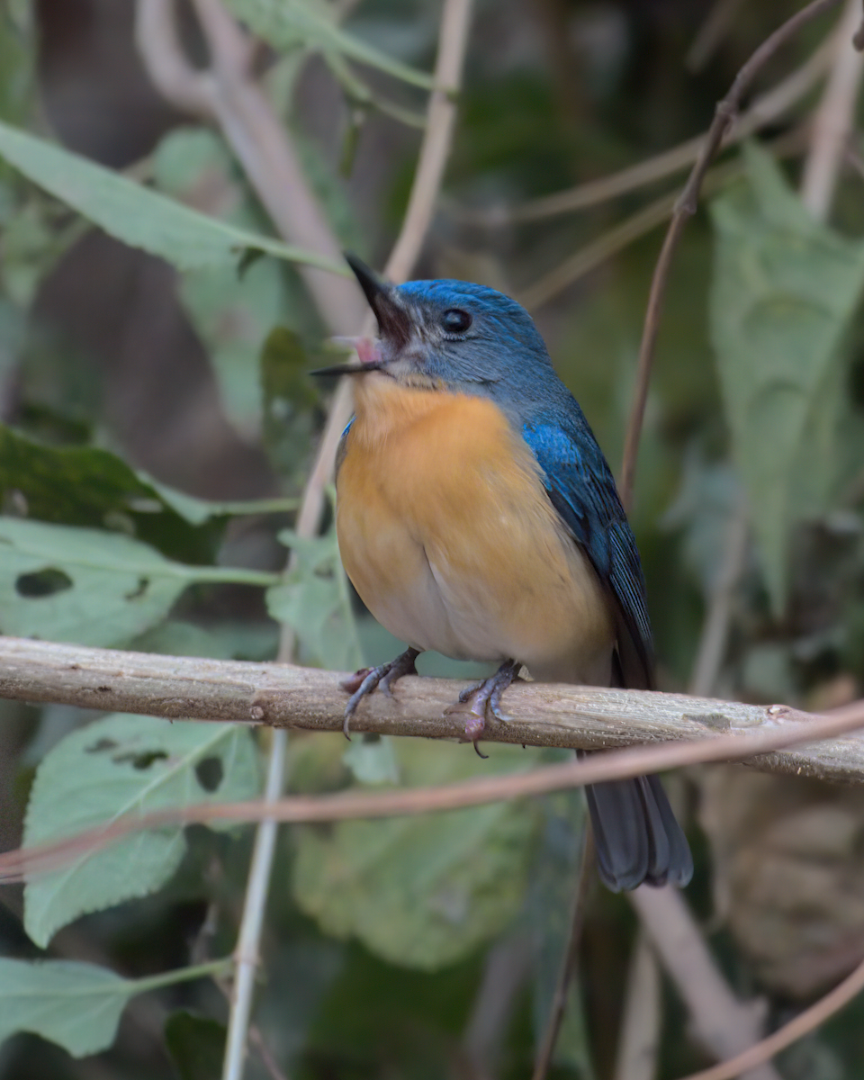 Tickell's Blue Flycatcher - ML622133220