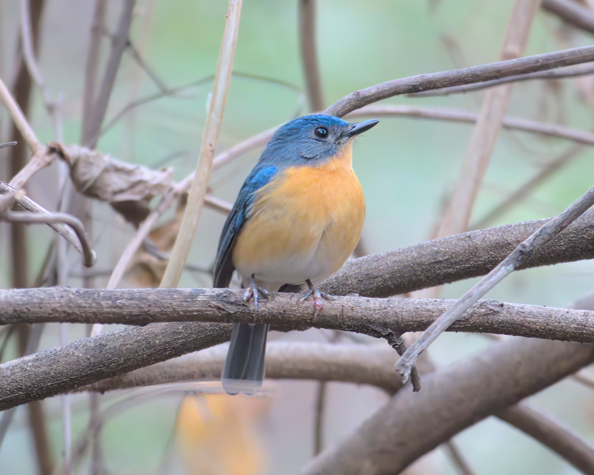 Tickell's Blue Flycatcher - ML622133221