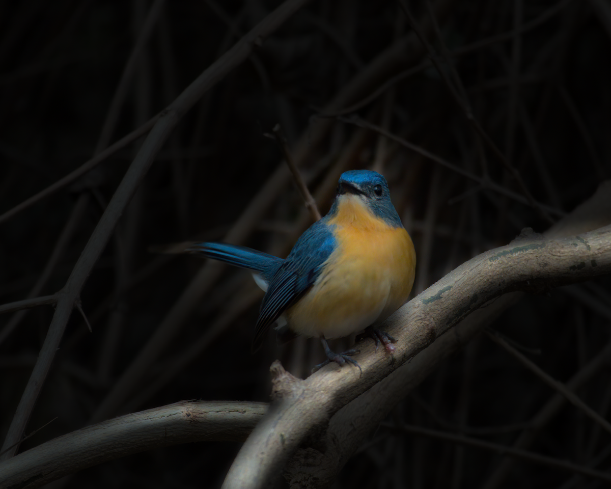 Tickell's Blue Flycatcher - ML622133222