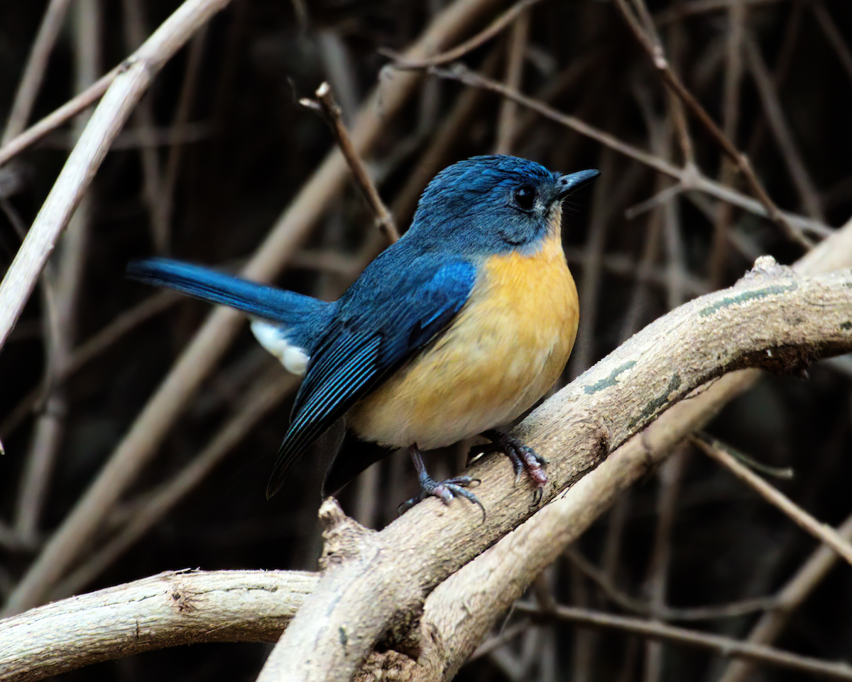 Tickell's Blue Flycatcher - ML622133223