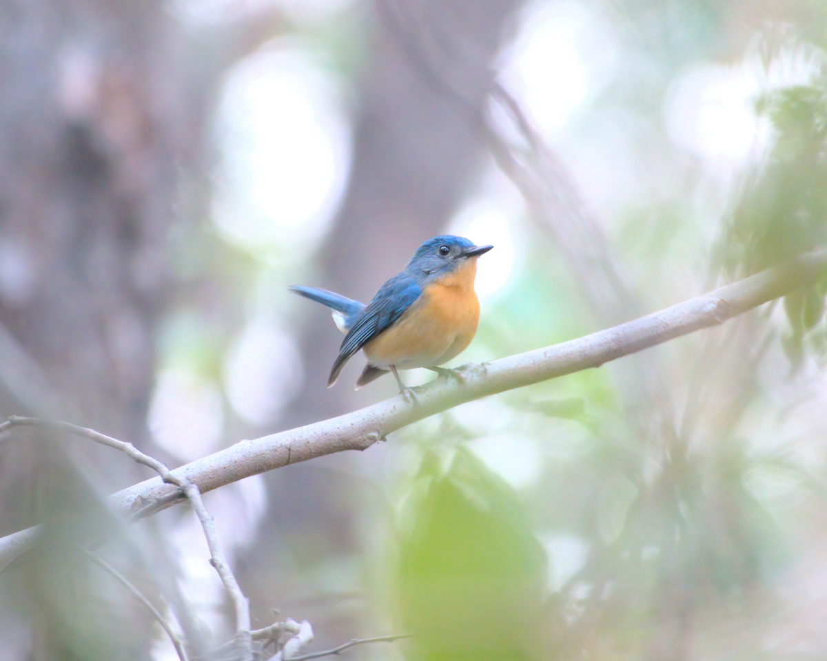 Tickell's Blue Flycatcher - ML622133224