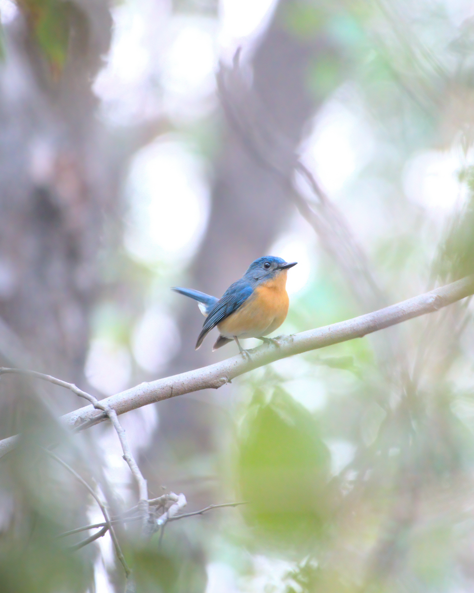 Tickell's Blue Flycatcher - ML622133225