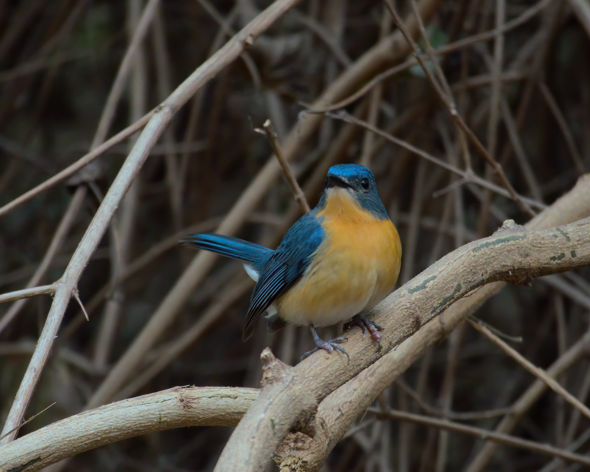 Tickell's Blue Flycatcher - ML622133227