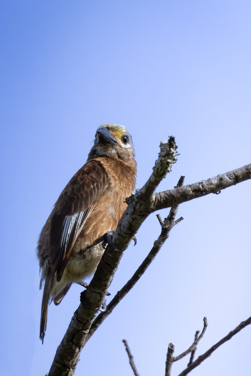 Whyte's Barbet - ML622133302