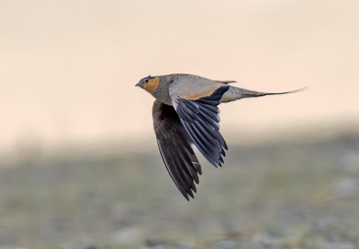 Tibetan Sandgrouse - ML622133312