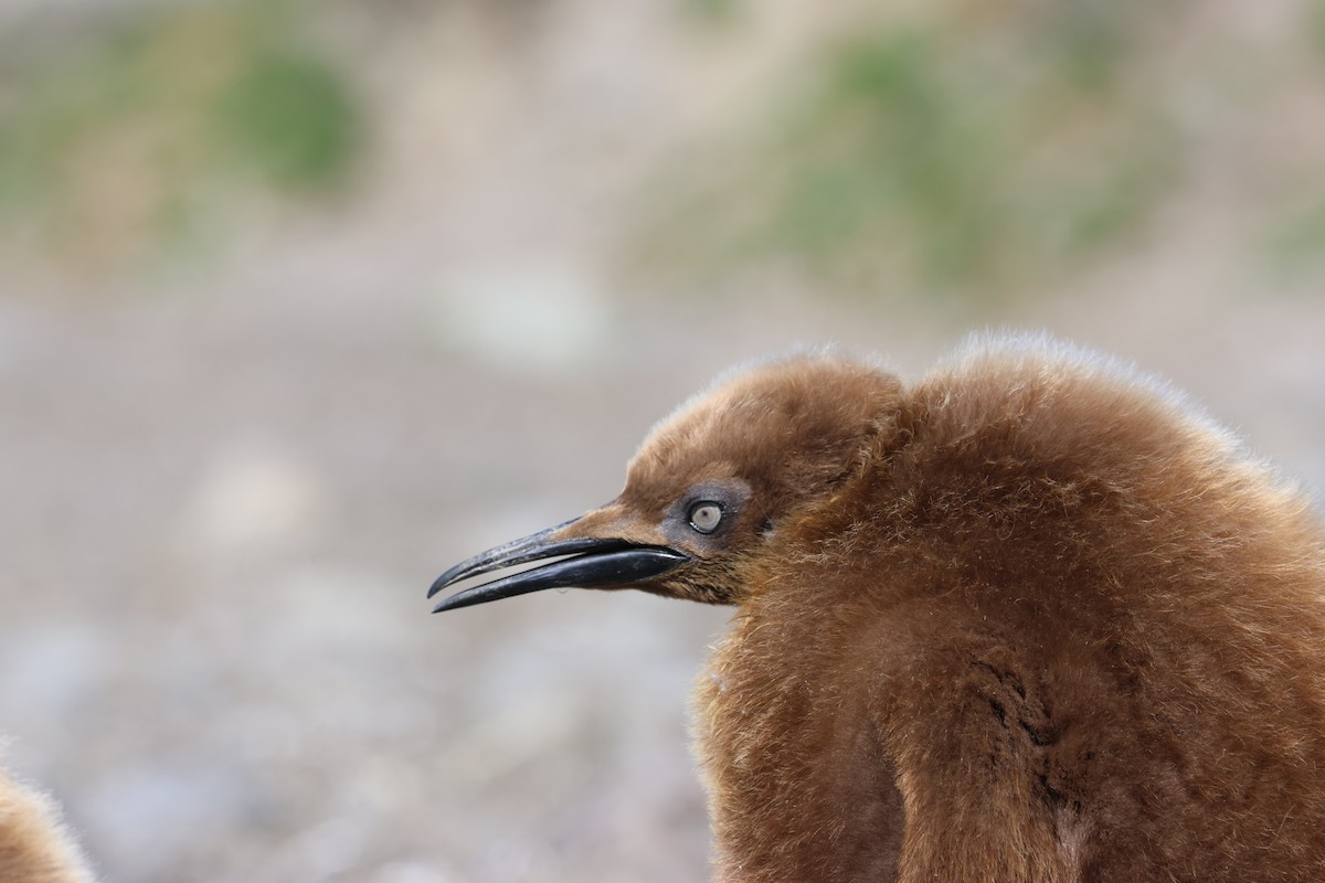 King Penguin - ML622133353