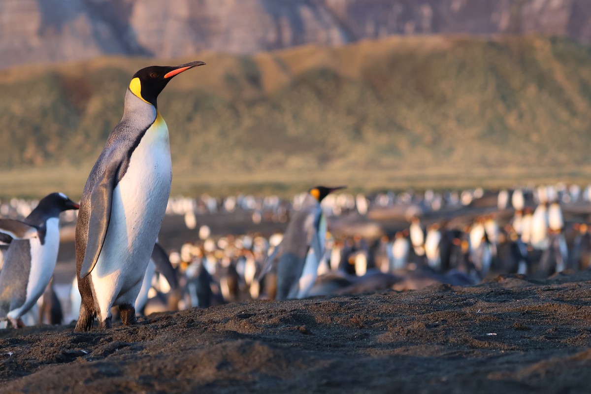 King Penguin - ML622133355