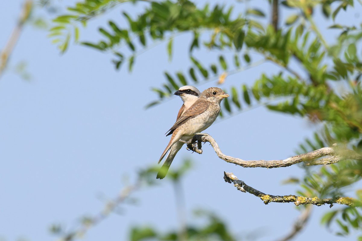 Red-backed Shrike - ML622133358