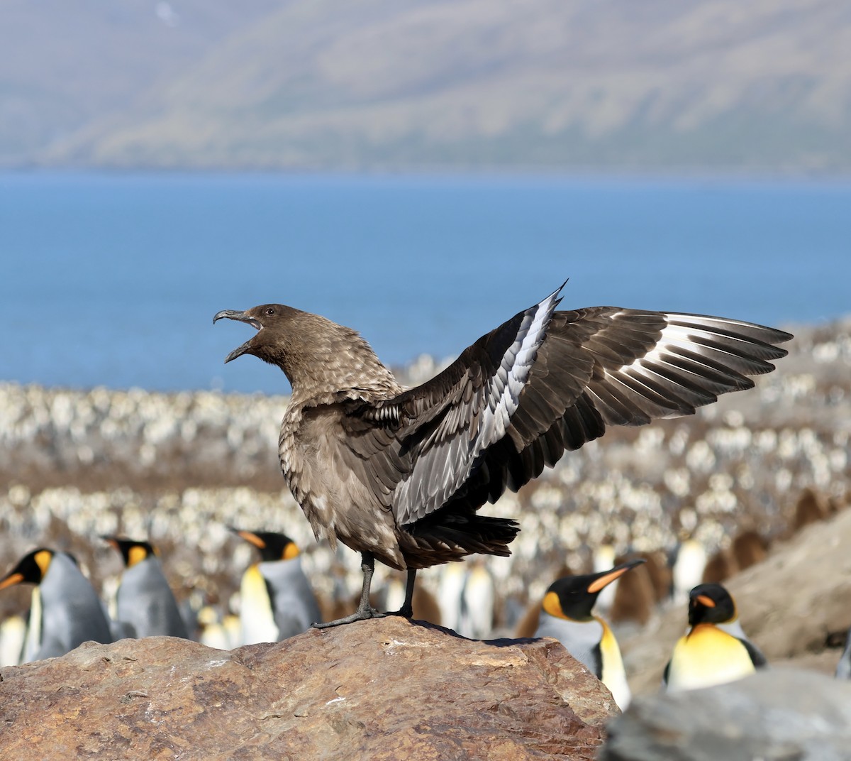 Brown Skua (Subantarctic) - ML622133360