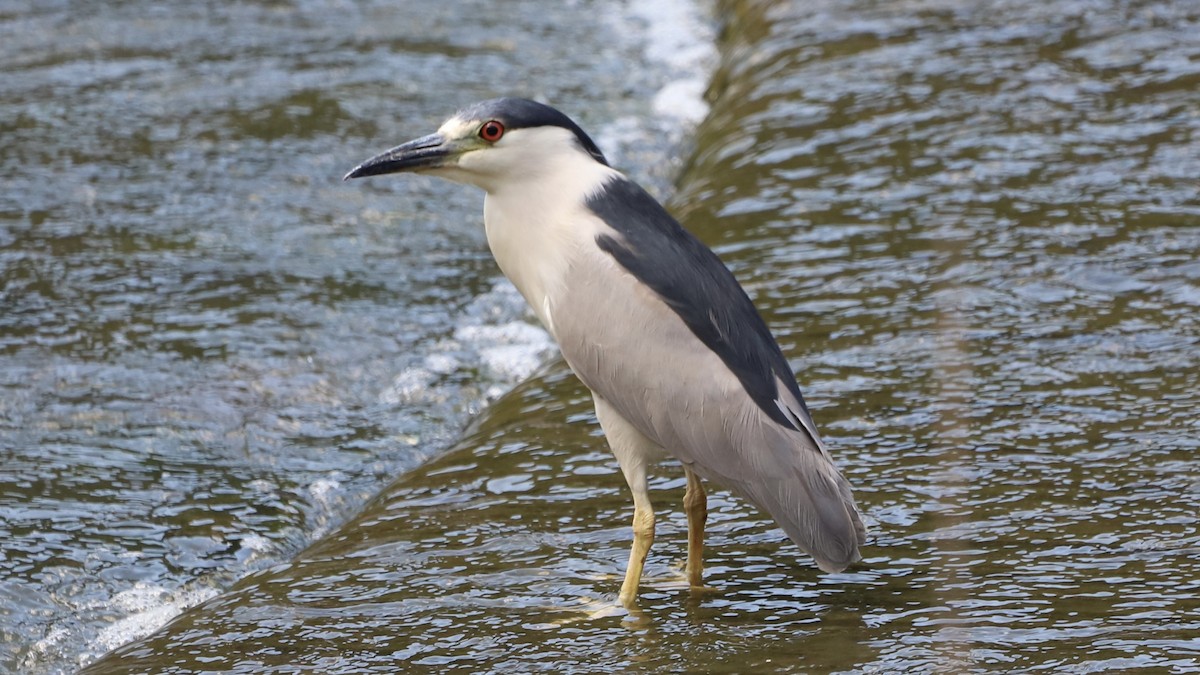 Black-crowned Night Heron - ML622133361