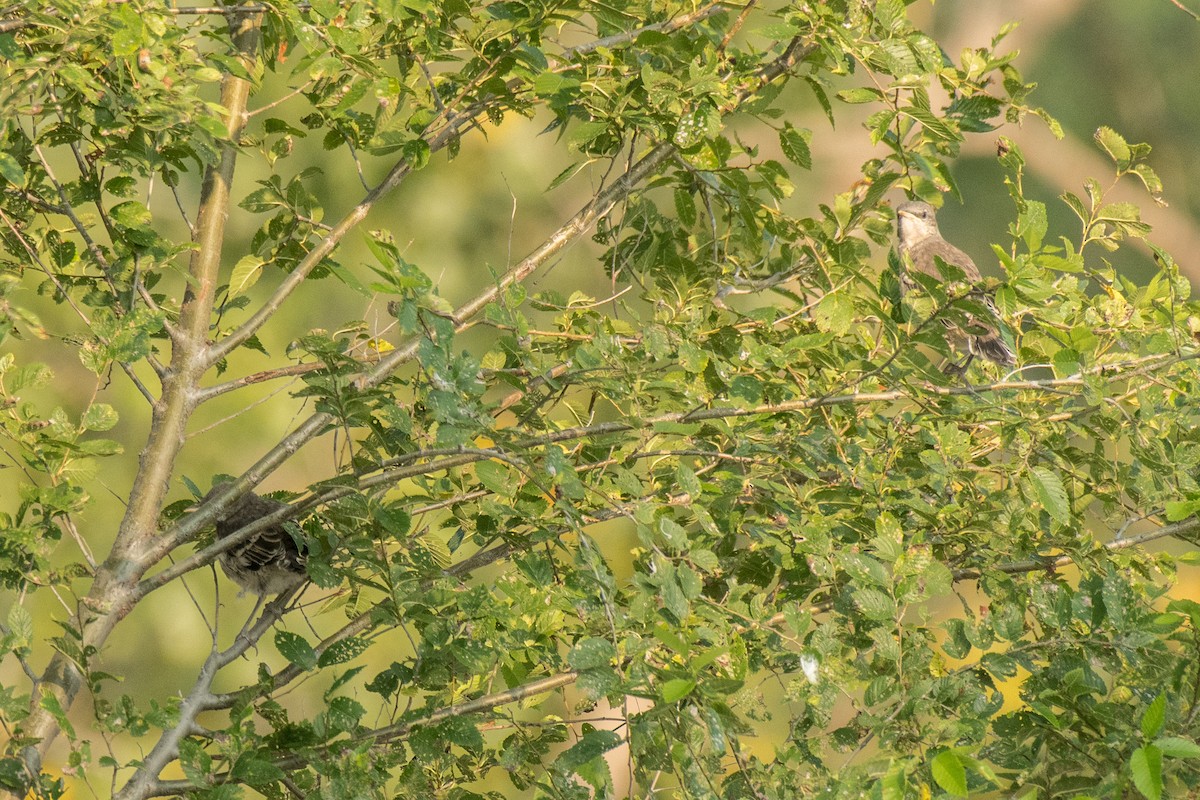 Northern Mockingbird - ML622133387