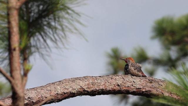 Northern Flicker (Guatemalan) - ML622133400