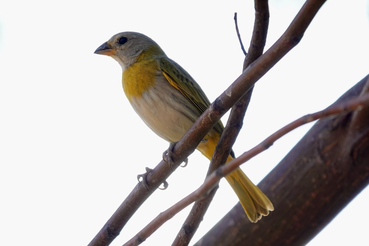 Saffron Finch - ML622133402