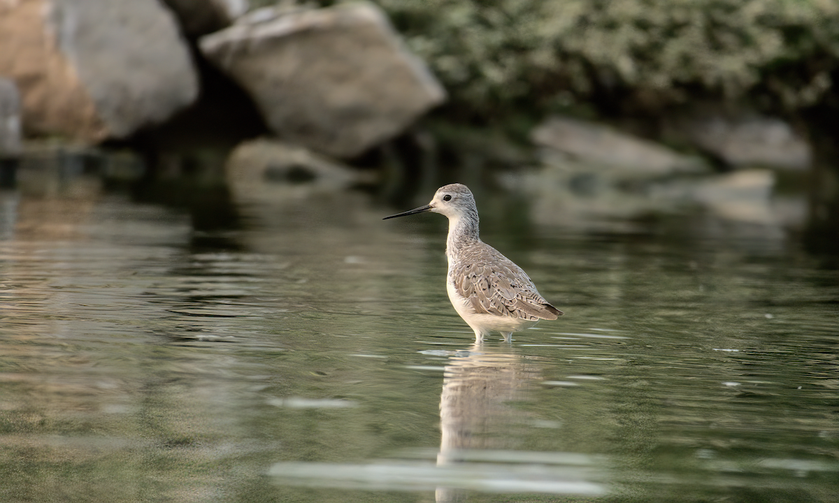 Marsh Sandpiper - Jayendra Rakesh Yeka