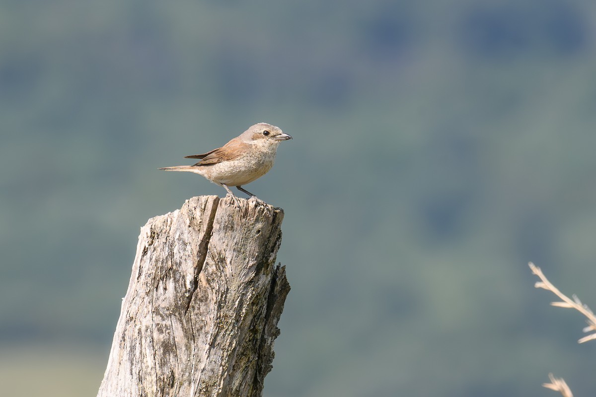 Red-backed Shrike - ML622133429