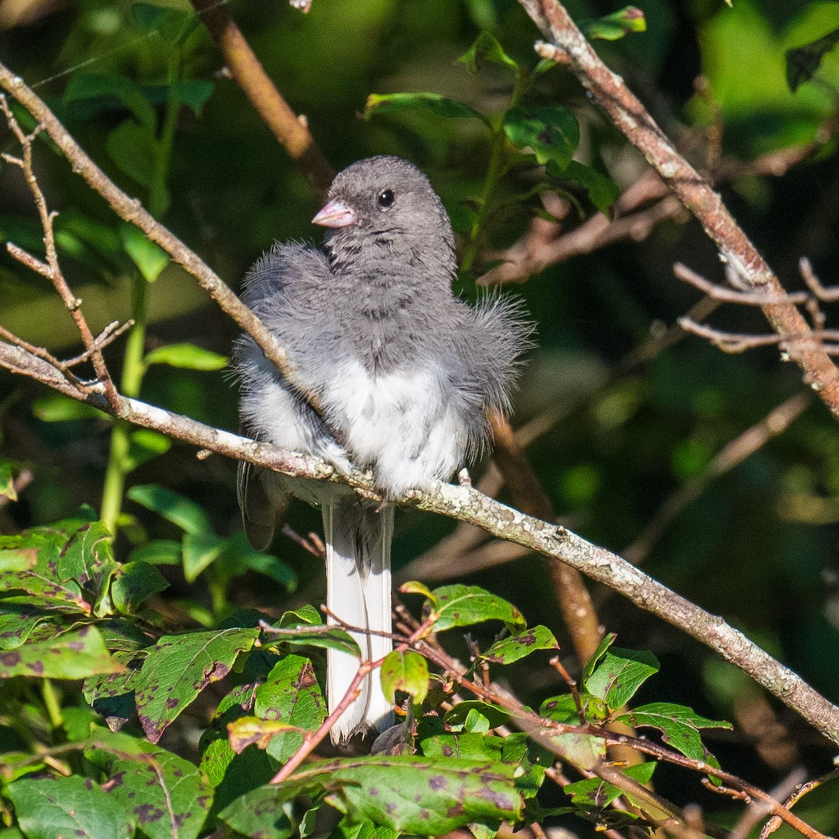 Dark-eyed Junco - ML622133458