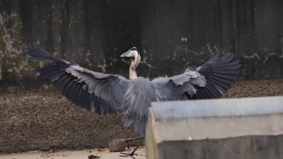 Great Blue Heron - ML622133464